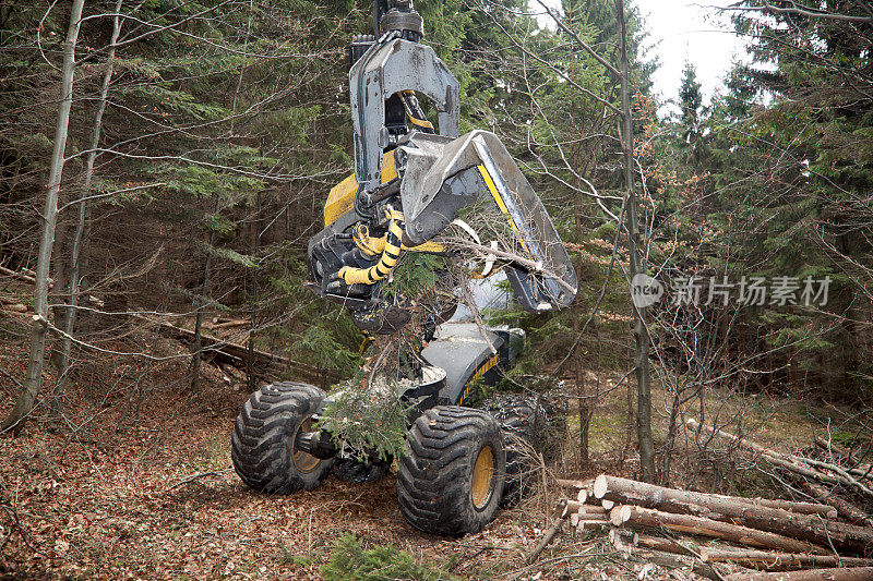 森林里的Feller buncher